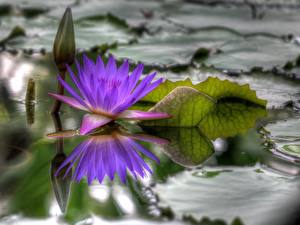 Фотография Водяные лилии цветок