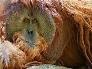 Картинка Обезьяны