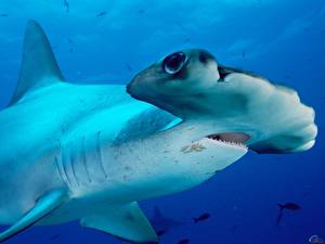 Фотографии Подводный мир Акулы животное