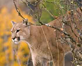 Фото Большие кошки Пумы Животные