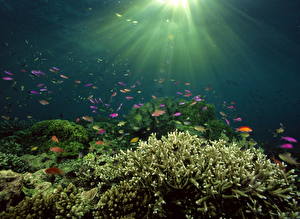 Обои Подводный мир Кораллы Животные