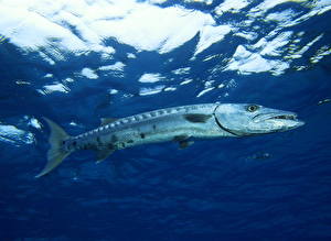 Фотография Подводный мир Рыбы животное
