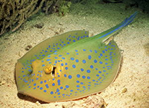 Картинки Подводный мир Скаты