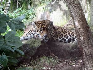Фотографии Большие кошки Ягуары животное
