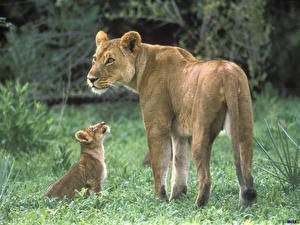 Фотография Большие кошки Львы Львица Животные
