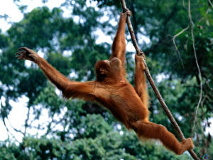 Фотография Обезьяна