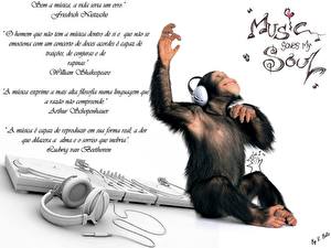 Фотография Обезьяны животное