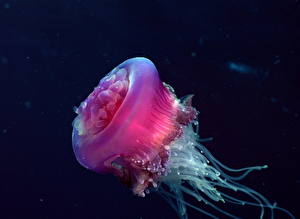Обои для рабочего стола Подводный мир Медузы Животные