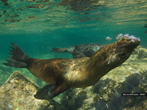 Фотографии Тюлени животное
