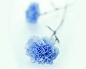 Фотография Гвоздика