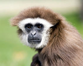 Обои Обезьяны