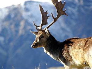 Фото Олени животное