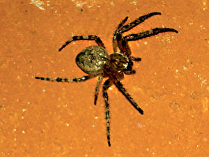 Фотографии Насекомые Пауки