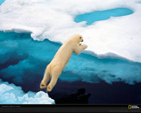 Фотографии Медведь Белые Медведи животное