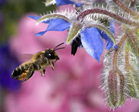 Фото Насекомые Пчелы Животные