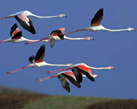 Картинки Птица Фламинго животное