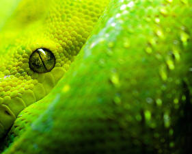 Картинки Змеи