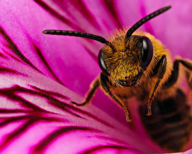 Фотографии Насекомое Пчелы животное