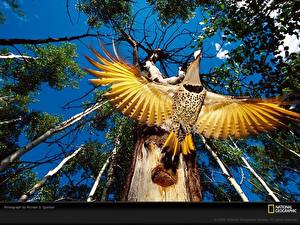 Картинки Птицы Экзотические животное