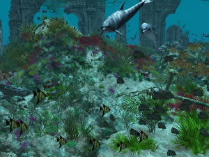 Фотография Подводный мир Рыбы животное