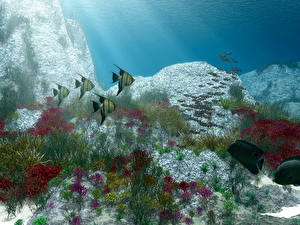 Картинки Подводный мир Рыбы животное