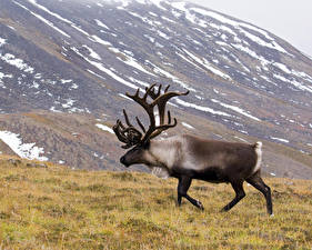 Фотографии Олени животное