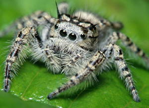 Картинка Насекомое Пауки Пауки-скакуны Животные