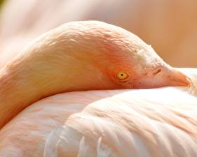 Фото Птицы Фламинго животное