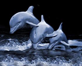 Картинка Дельфины Три Животные