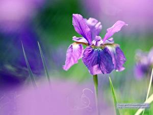 Фотографии Ирис цветок