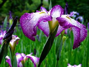 Картинка Ирис цветок