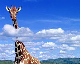 Обои Жирафы Облачно