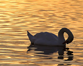 Фото Птицы Лебеди животное