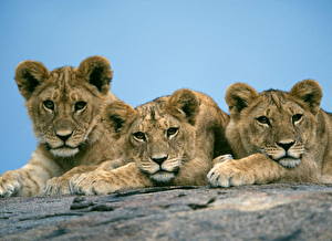 Фотографии Большие кошки Львы Детеныши Животные