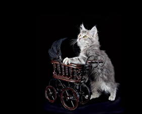 Фотографии Кошки На черном фоне животное