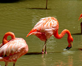 Фото Птицы Фламинго животное