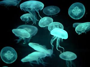 Картинки Подводный мир Медузы животное