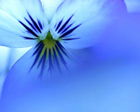 Картинки Васильки Цветы