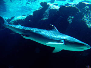 Обои Подводный мир Акулы Животные