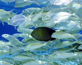 Фотография Подводный мир Рыбы Животные