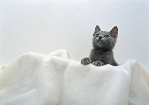 Фото Коты Белом фоне Животные