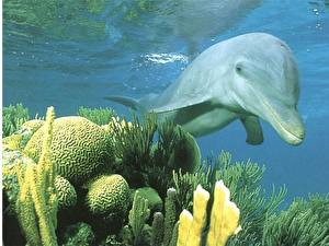 Фото Дельфины животное