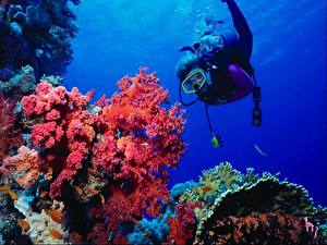 Картинка Подводный мир Кораллы животное