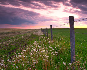 Фотография Рассветы и закаты Поля Одуванчики Природа