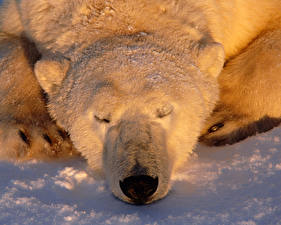Фотографии Медведь Белые Медведи Животные