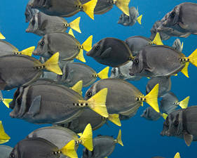 Картинки Подводный мир Рыбы Животные