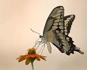 Фотографии Насекомые Бабочки Цветной фон животное