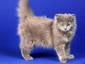 Фотографии Кот Цветной фон животное