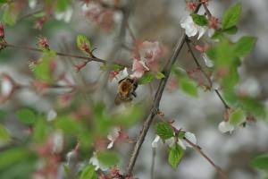 Картинки Насекомые Пчелы животное