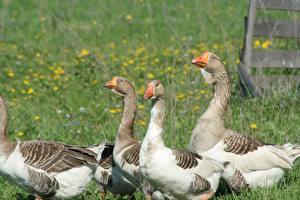 Картинка Птицы Гуси Животные